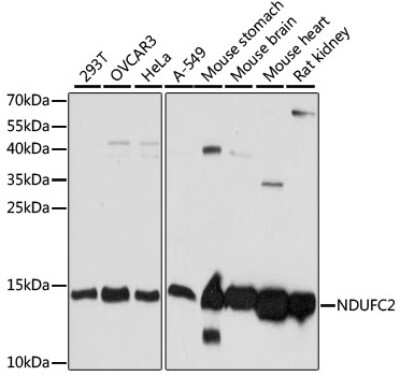 Western Blot: NDUFC2 AntibodyAzide and BSA Free [NBP3-02955]